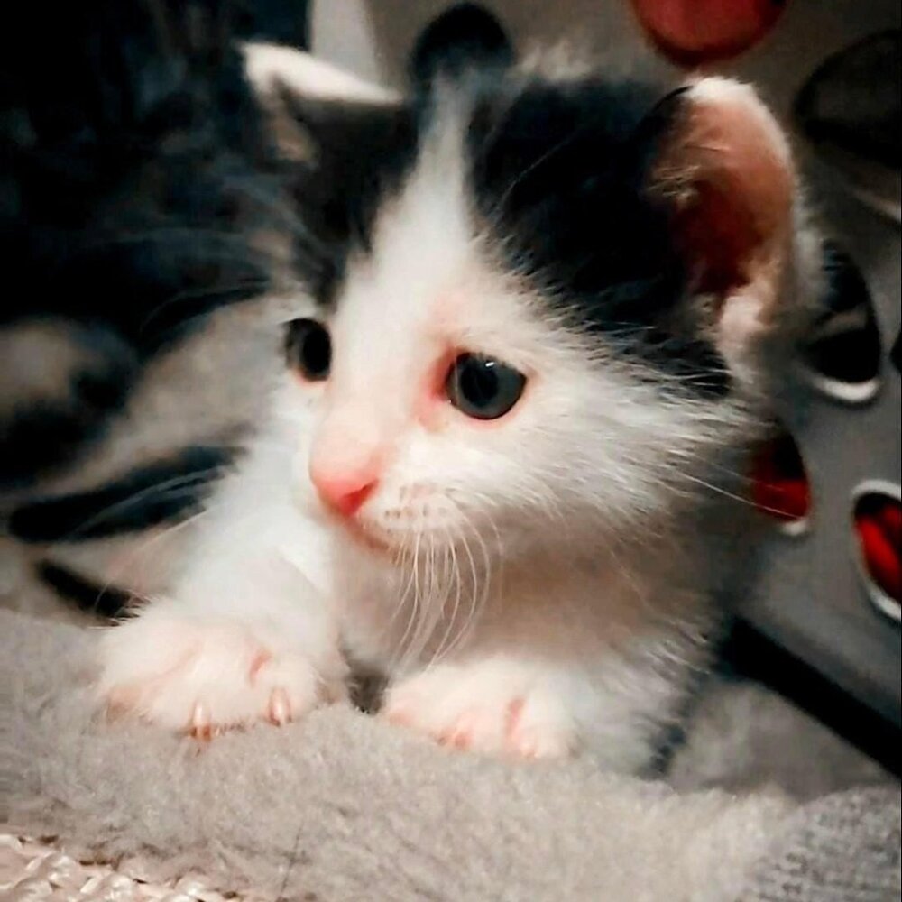 Meet your Posher, Noe!